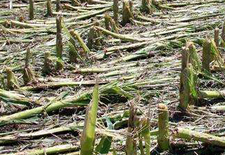 Three States ask for Rs. 10000 Crore as Relief to crop damage