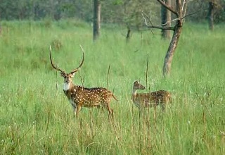 UP Forest Corp to develop ecotourism