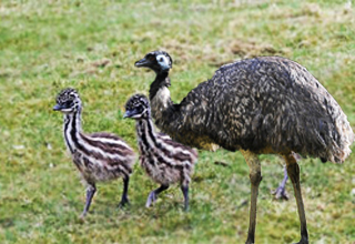 Emu Farming - an alternative means of livelihood