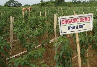 Need to promote organic farming: Radha Mohan Singh
