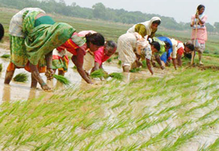 Retail inflation for agri, rural labourers decreases in December