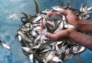 Fish products worth Rs 30,213.26 cr exported in 2013-14