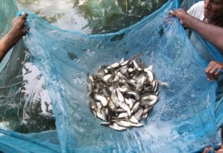 TIIC identifies industrial areas to encourage entrepreneurs to set up fishing net manufacturing units 