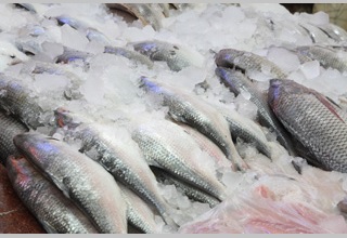 Bilaterial cooperation in food processing sector 