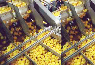 AP govt targets Rs 5,000 cr investment in food processing sector, create 50,000 jobs