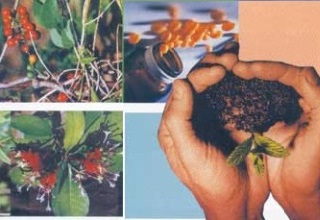 Private sector to market Chhattisgarh minor forest produce 