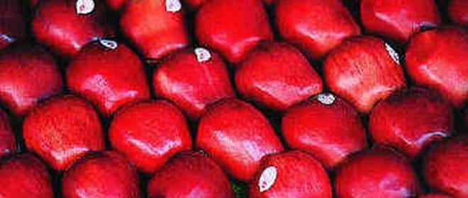DGFT removes port restriction for import of apples