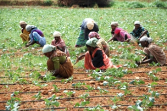 KASSIA willing to partner with GOK for rural infra works under MGNREGA 
