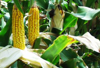 Maize processing unit to come up in Gajapati District of Odisha