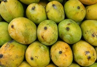 EU ban on mangoes can hurt farmers badly
