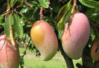 EU experts endorse the lift of import ban of mangoes from India