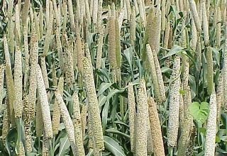 Millets: The nutrient rich counterparts of wheat and rice 