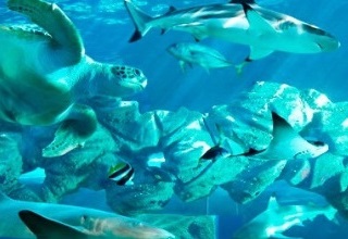 TN govt to develop Oceanarium near Mamallapuram