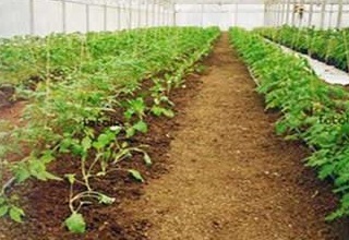 Agri processing industries to be among focus areas of Odisha agri fair  