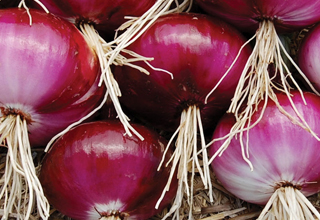 Onion prices may increase by 10-15%, need to be watchful: Study