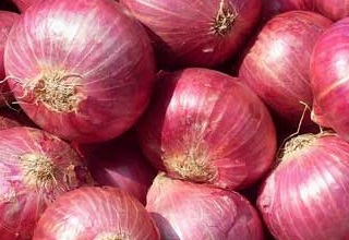 Govt relaxes minimum export price on onion to boost export