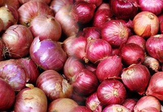Onion exports dip to 18 percent during April-September on Government restrictions 