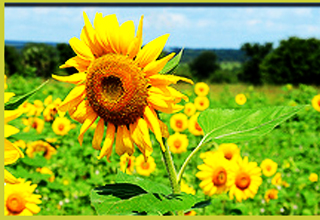 Meghalaya implementing organic farming of horticulture crops