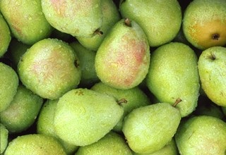 India to expedite market access for export of apples & pears from the Netherlands