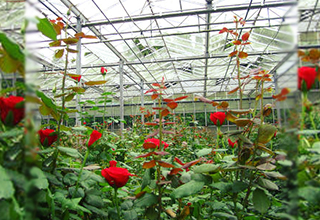 UPSIDC seeks for consultants to prepare concept plan for Perfume Park at Kannauj