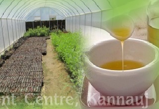 Entrepreneurship programme on essential oils, perfumery