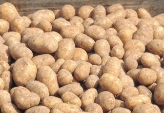 Govt to import potatoes to curb shooting prices