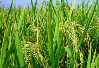Sustainable food & nutritional security for all - a priority agenda for the nation 