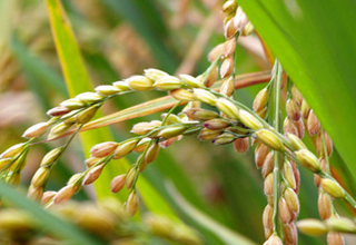 DGFT restricts rice seed exports from India
