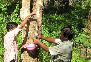Increasing rubber cultivation in North East is important to meet shortage