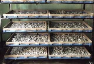 Conditions for export of dried silk worm pupae to European Union notified