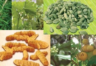 Jodhpur Spice Park offers biz opportunities 
