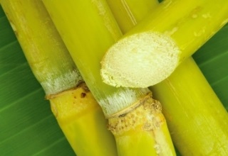 Import duty on sugar hiked to 25%; prices may go up but sugar mills likely to revive