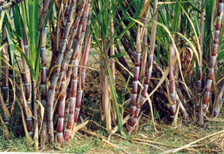 Most of the sugar mills dues have been made, remaining to be cleared in next few days: Haryana Govt