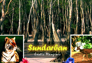 WB Govt plans to launch houseboat services in the Sunderbans to boost tourism