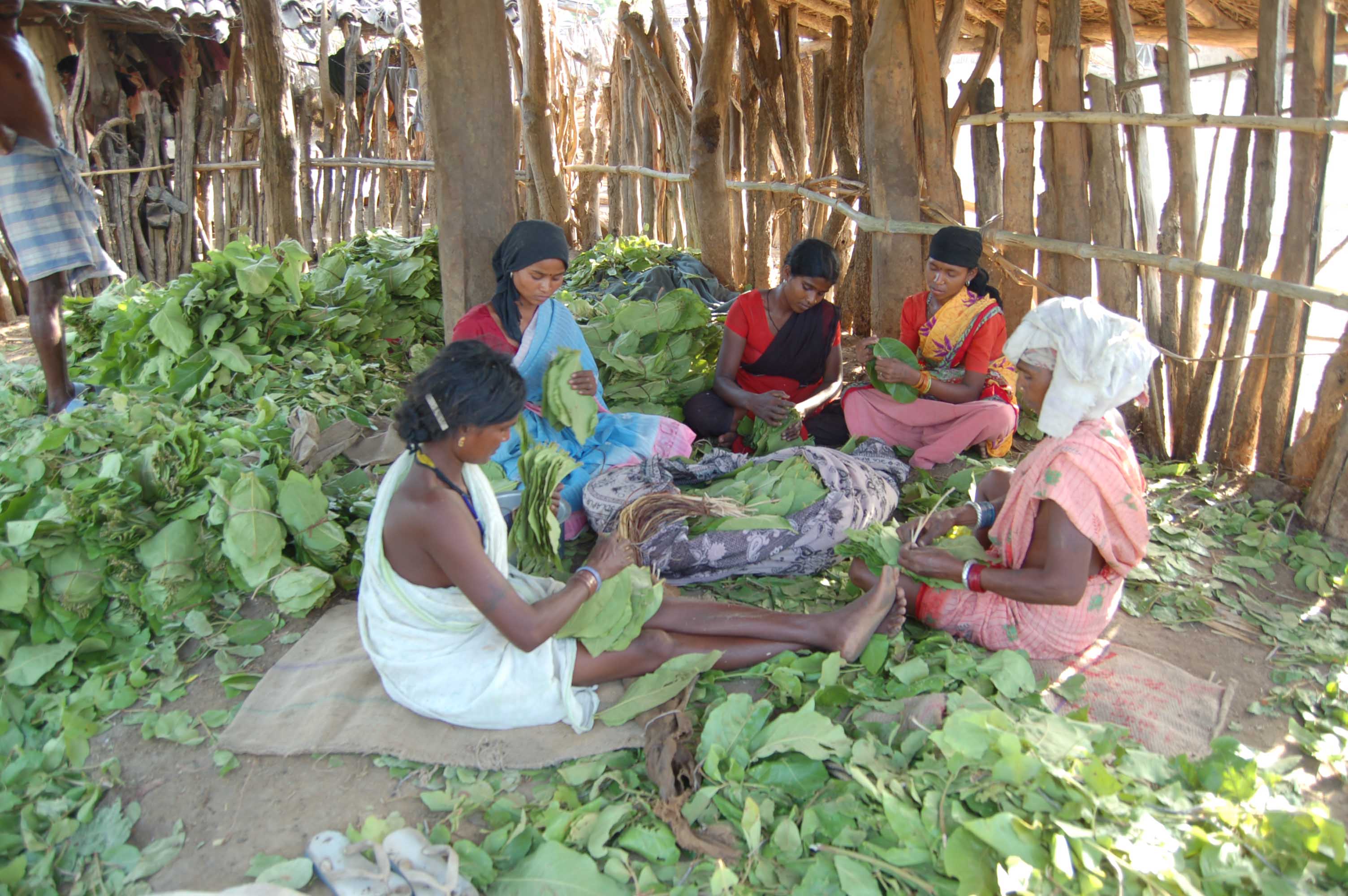 Minor forest produce centre to scale up operations