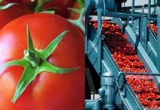 Vegetable processing plant at Jalpaiguri, WB