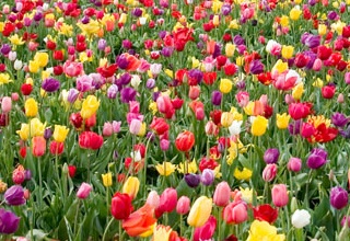 Tulip cultivation in Kashmir, a major attraction for tourists 
