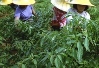 Agriculture minister to participate in FAO conference