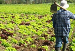 India and US to renew cooperation in agriculture