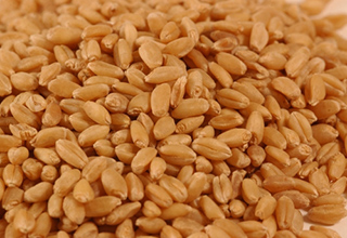 Govt imposes basic custom duty of 10% on wheat till March 31, 2016