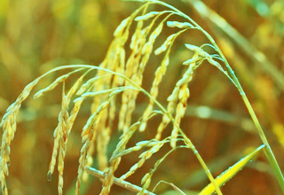 Promoting industry-centric technologies in agriculture and allied sectors