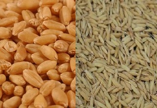 Inflation comes down to 5.05% in Jan; items of mass use still expensive