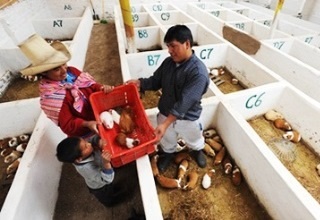 Most commodity prices expected to continue declining in 2015, says WB Report